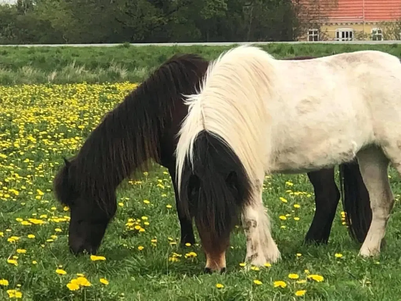 Billede 1 - Pony / islænder købes