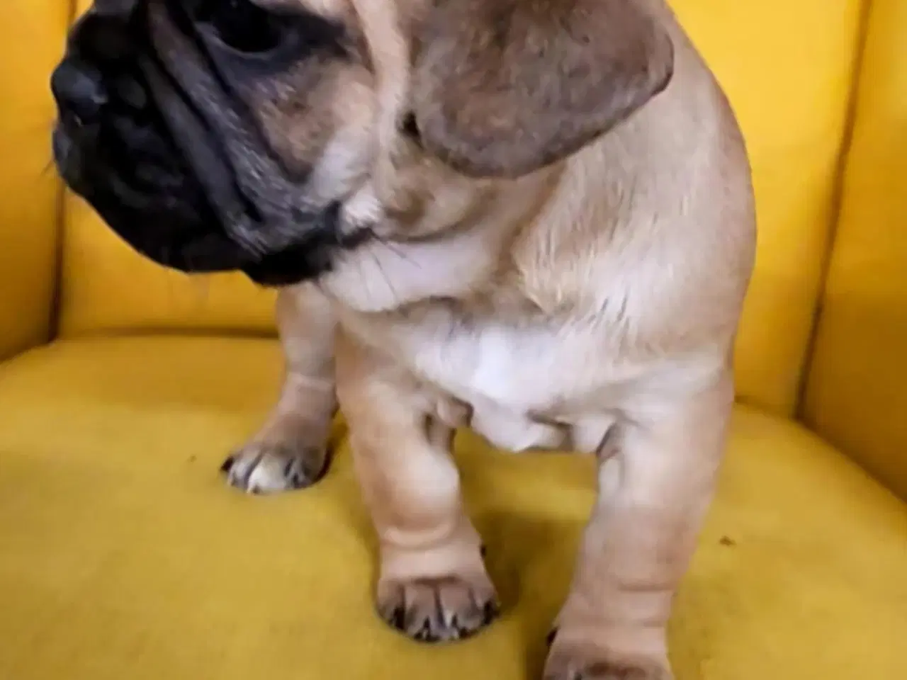 Billede 1 - Søde og vel socialiserede hvalpe.