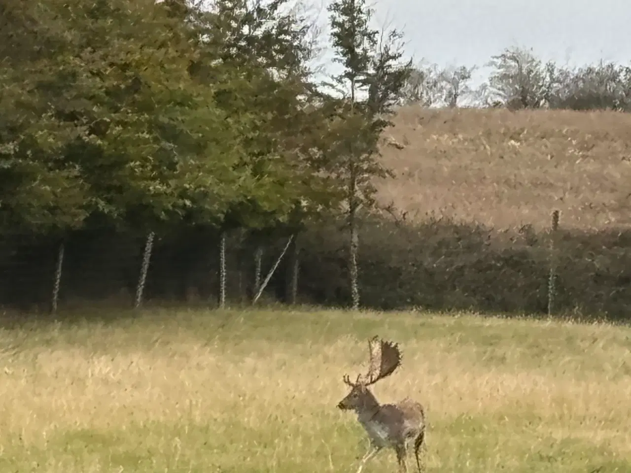 Billede 2 - Fuldskuffel til afskydning.