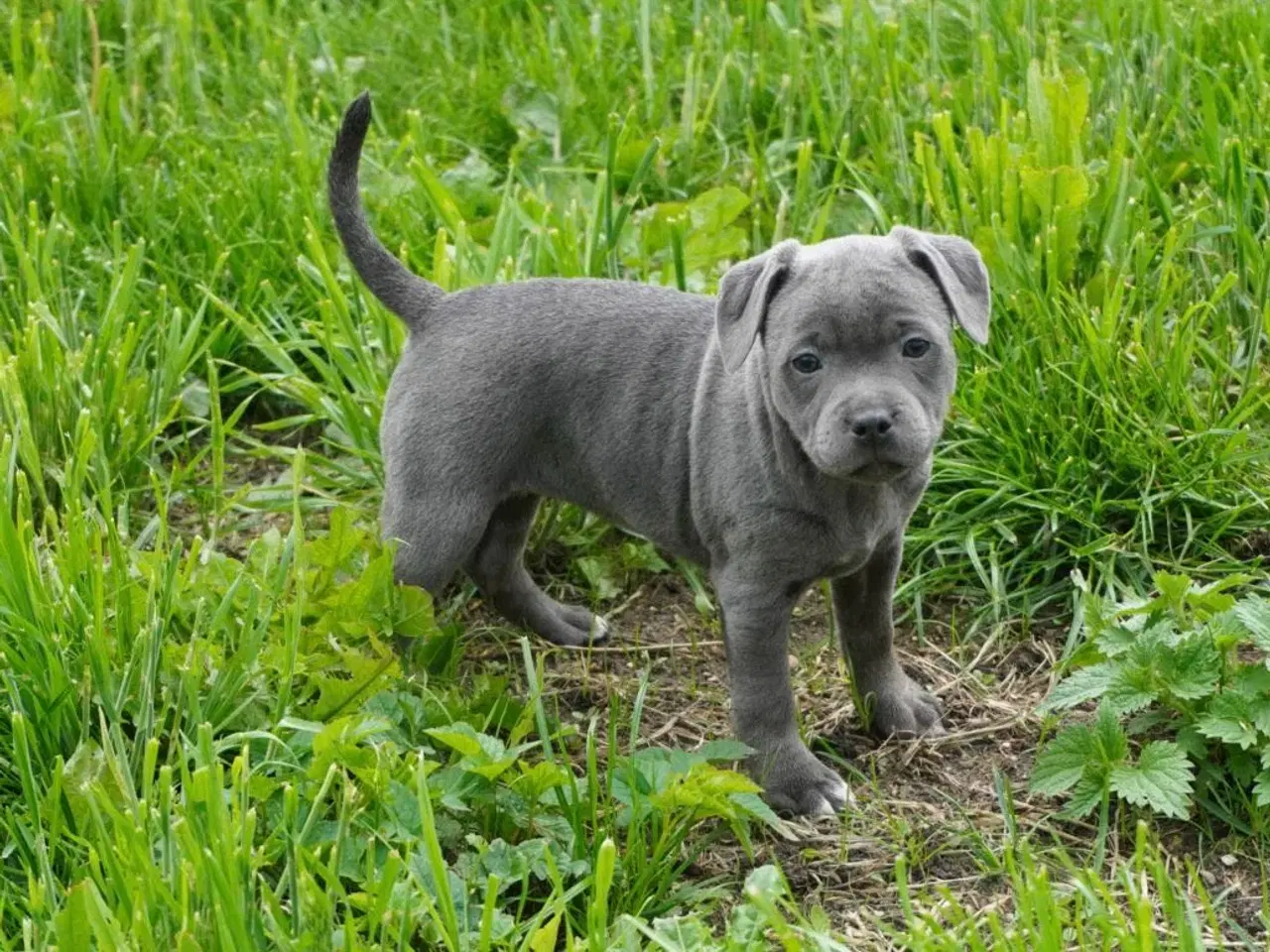 Billede 8 - Engelsk staffordshire bullterrier