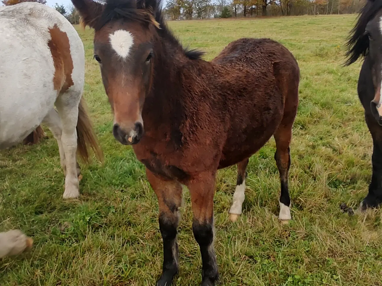 Billede 2 - Hoppeføl