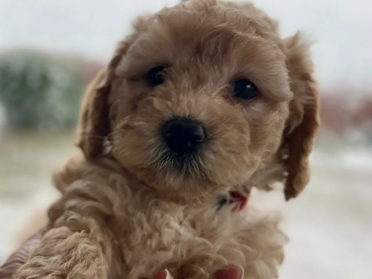 Billede 1 - Maltipoo hvalp må flytte hjemmefra