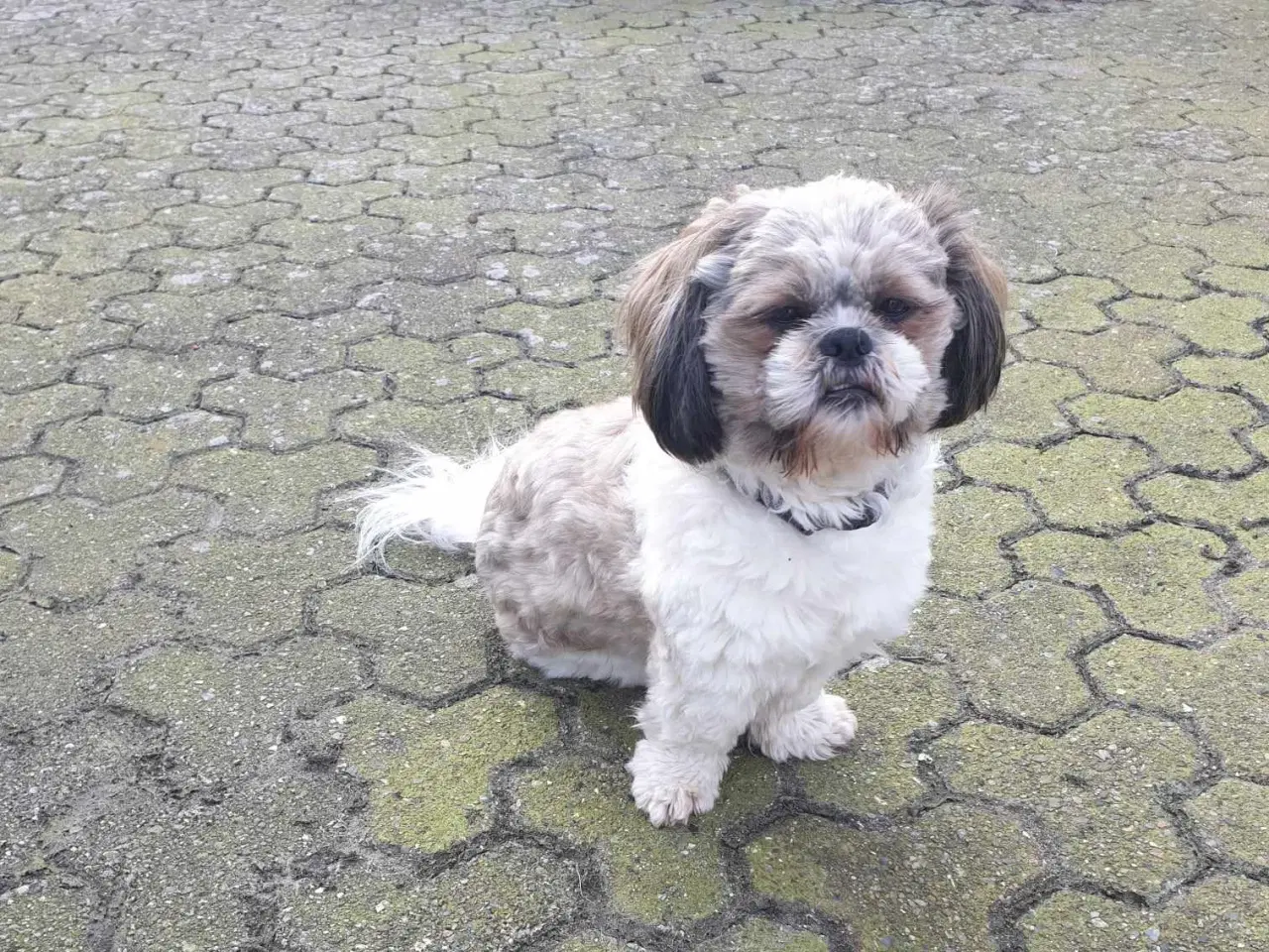 Billede 4 - Shih Tzu tilbydes til avl