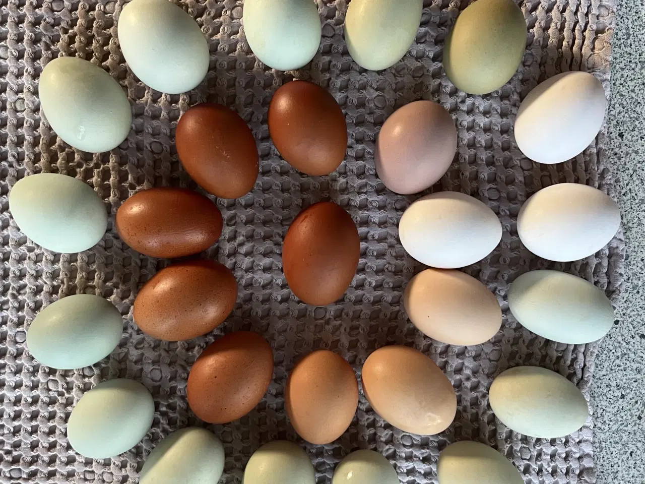 Billede 2 - Rugeæg i regnbuens farver
