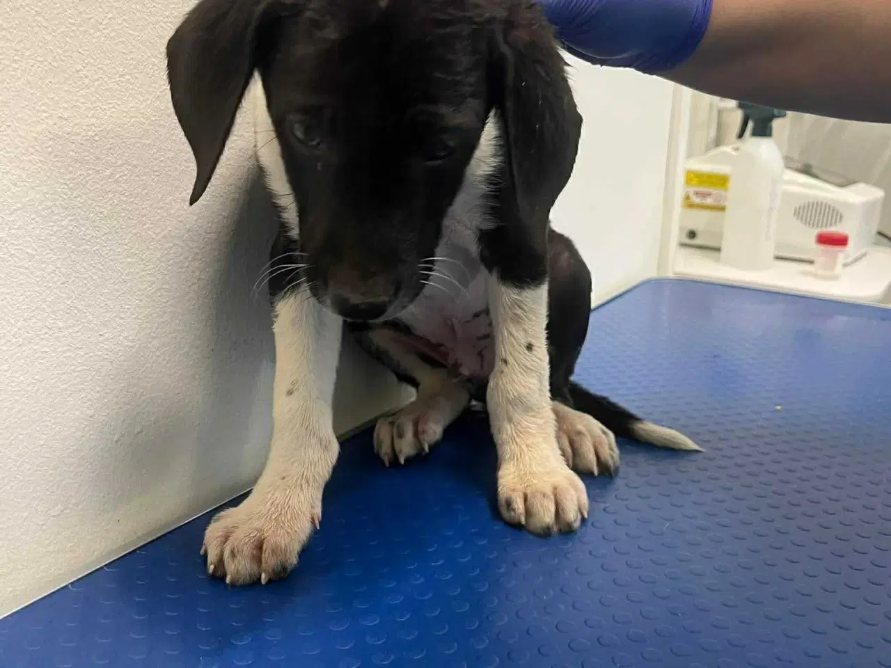 Billede 4 - Skønne Kobie søger familie