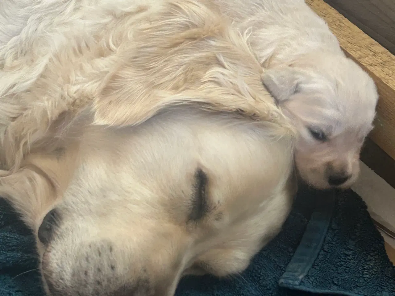 Billede 14 - Skønne gyldne Golden Retriever hvalpe