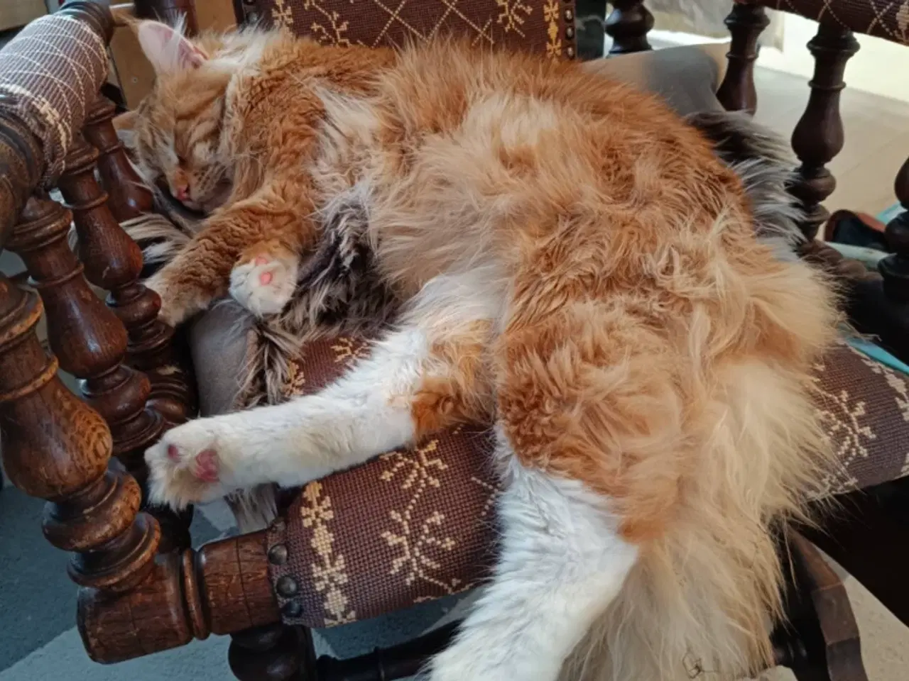 Billede 4 - Fineste Maine Coon killinger