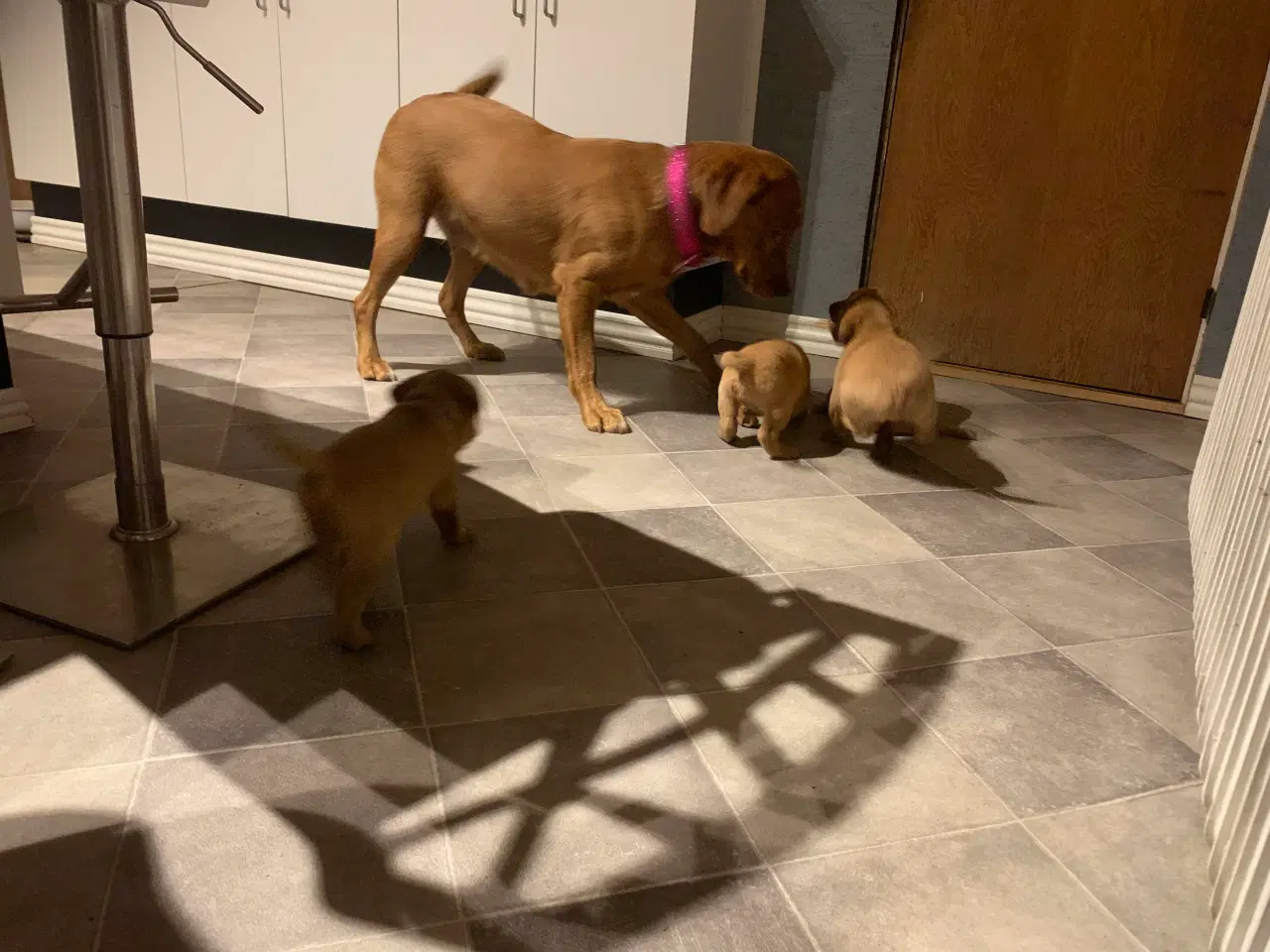 Billede 9 - Labrador hvalp klar til at flytte 