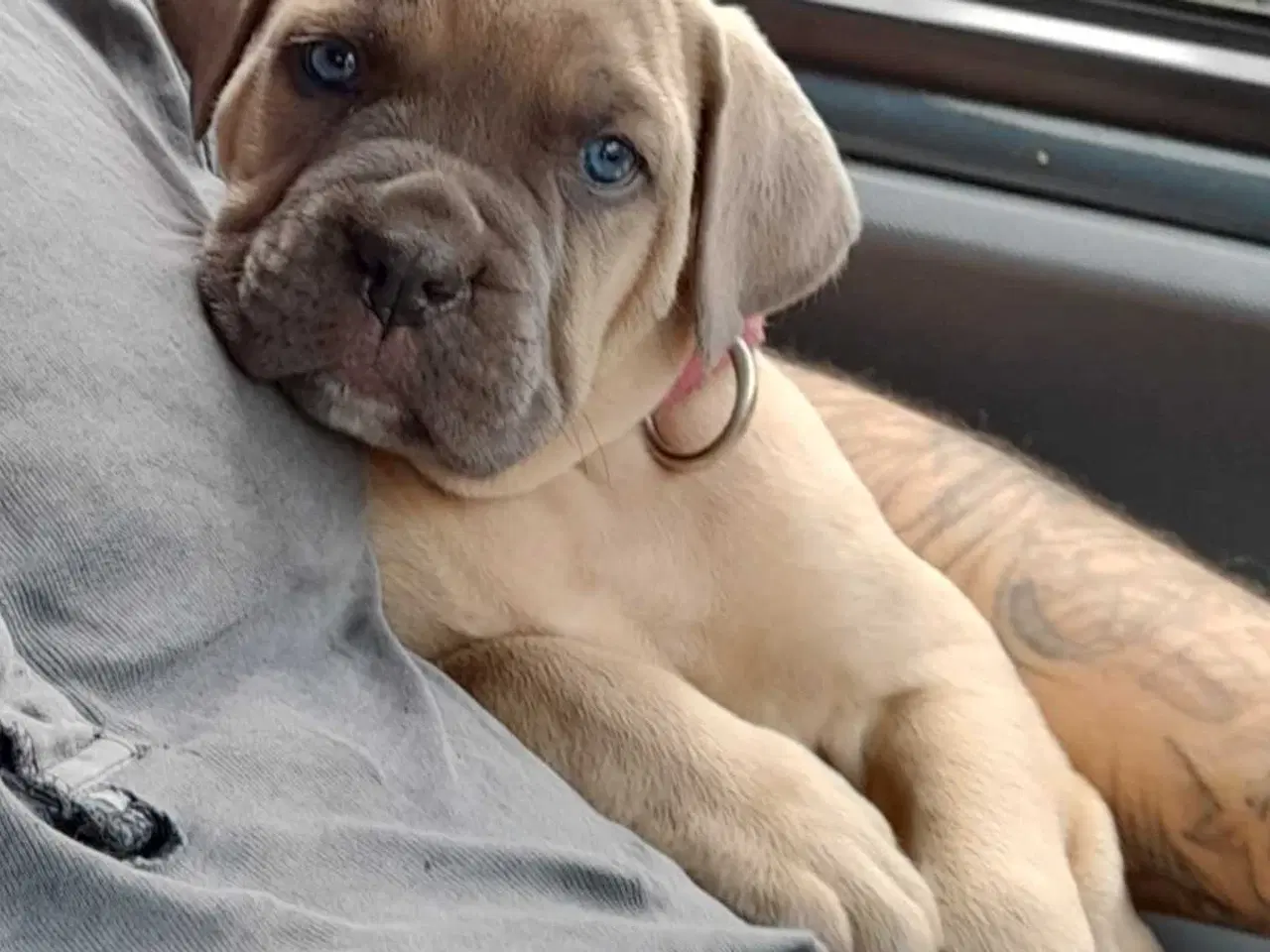 Billede 1 - Cane corso hvalpe