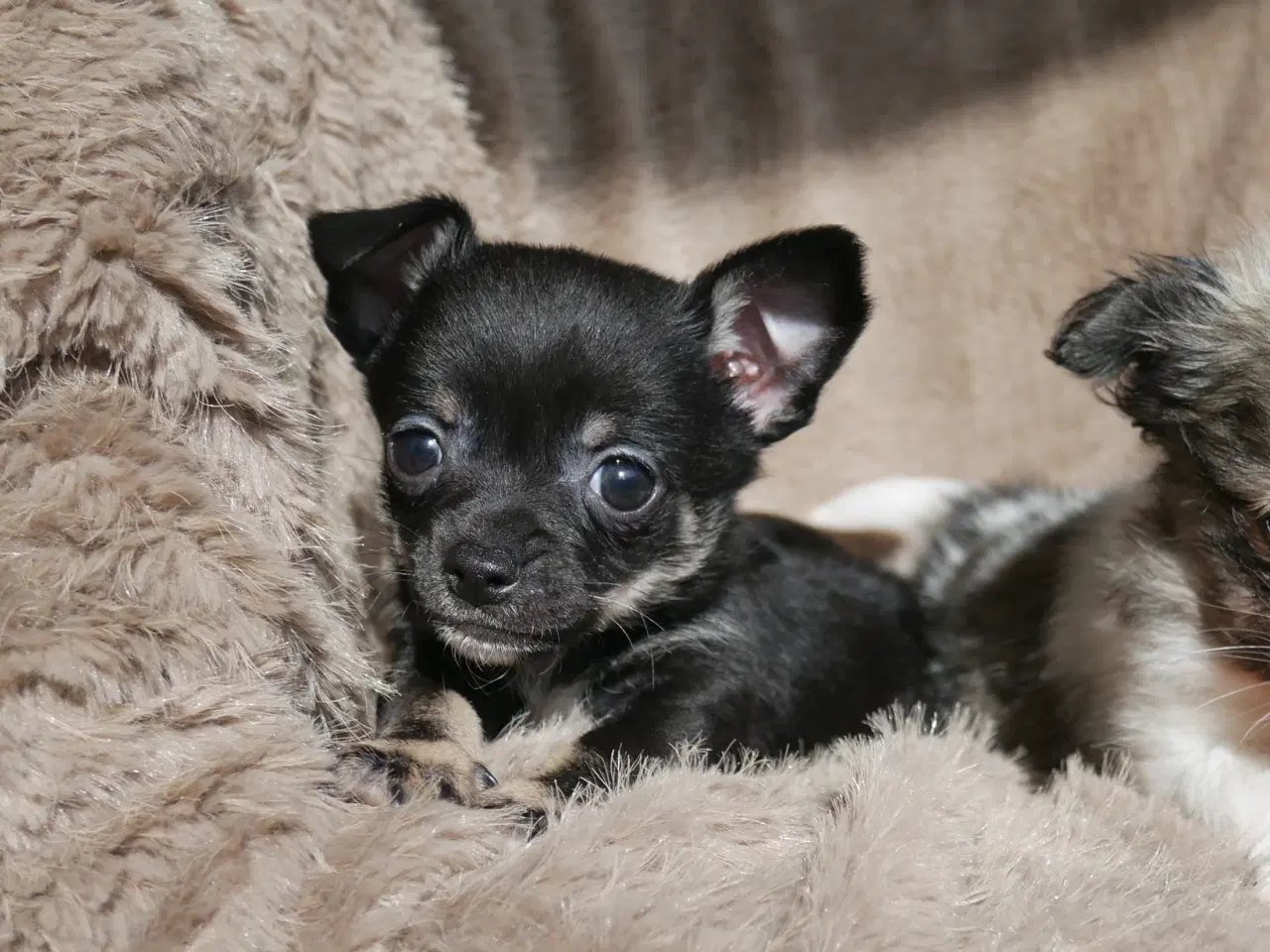 Billede 15 - Små, Superskønne pomchi hvalpe sælges
