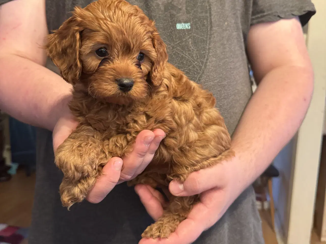 Billede 2 - Cavapoo 😍 så er vi klar til at flytte