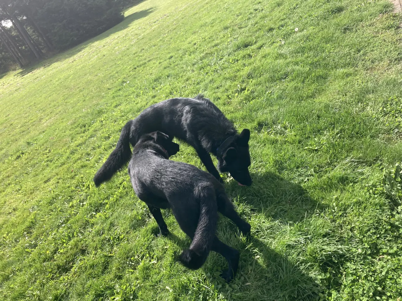 Billede 7 - Schæfer hvalpe sorte DKK