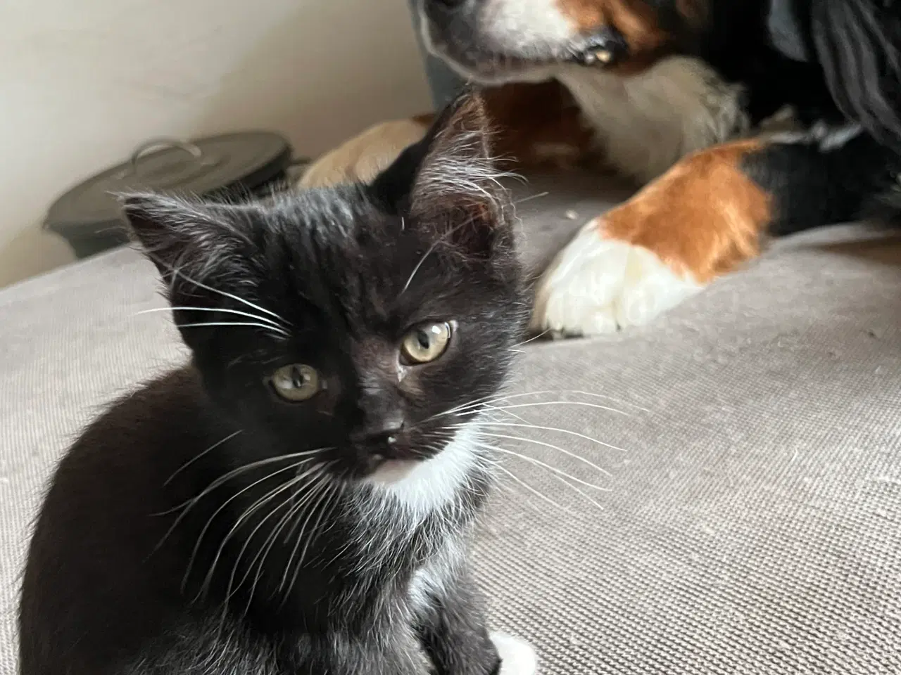 Billede 5 - Han-killing Maine Coon-blanding