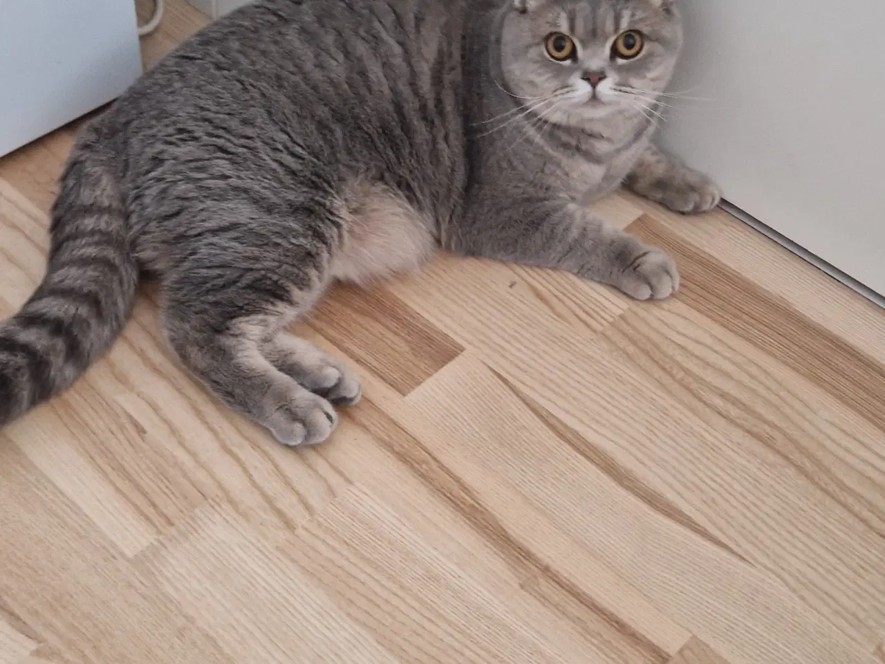 Billede 1 - British shorthair hunkat