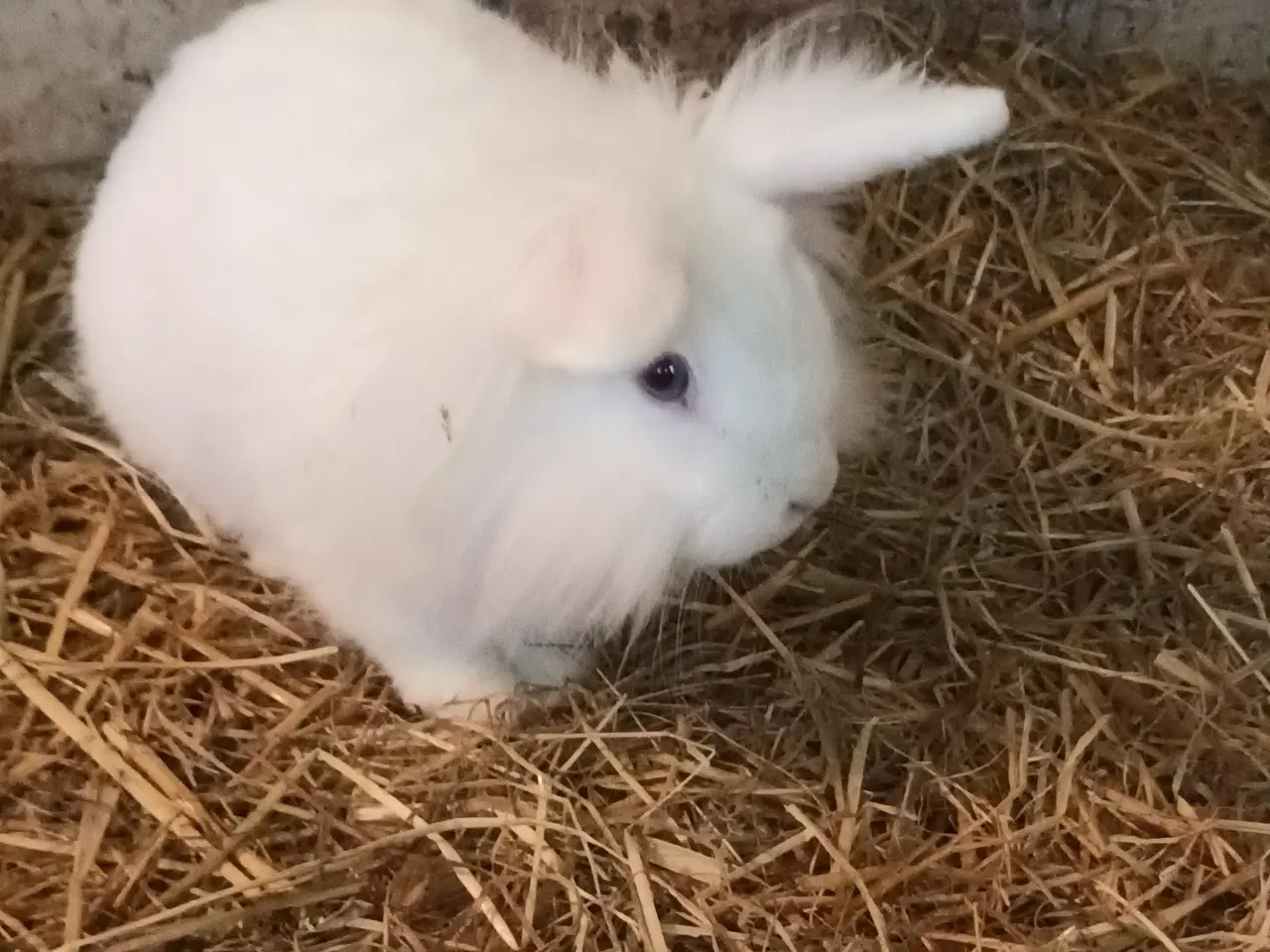 Billede 4 - Kanin