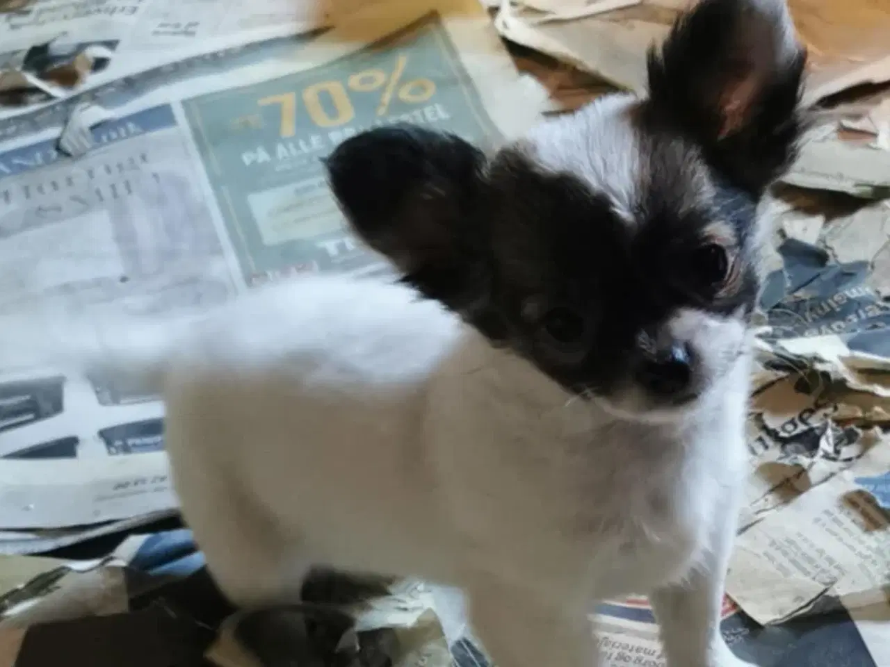 Billede 2 -  Langhåret Chihuahua Hunde Hvalpe