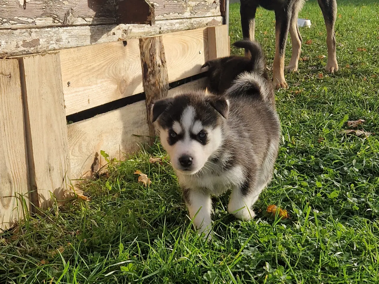 Billede 8 - Rottsky hvalpe søger nye, kærlige hjem