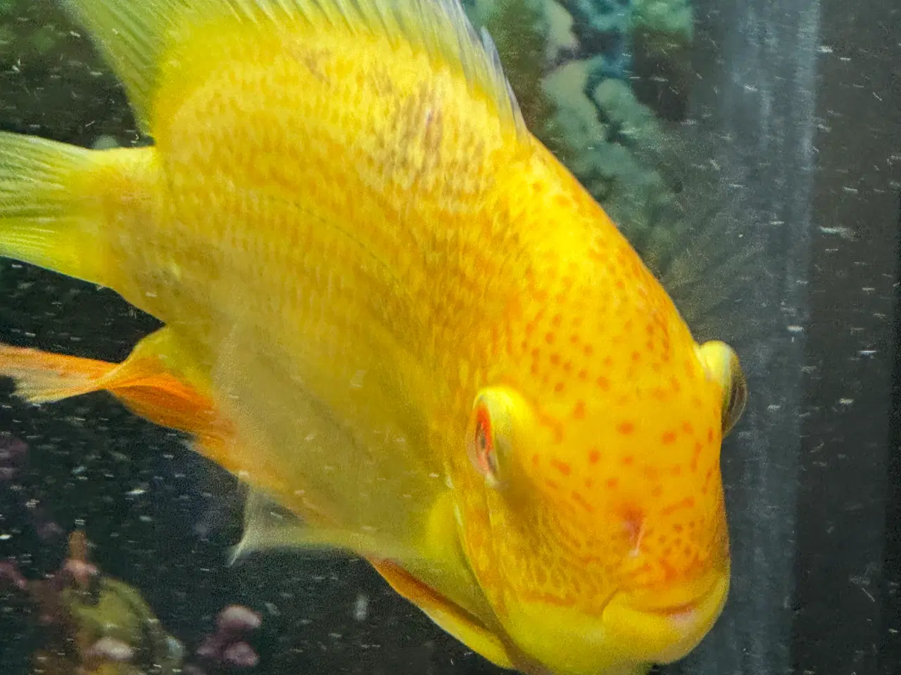 Billede 2 - Store ciklider mangler nyt hjem