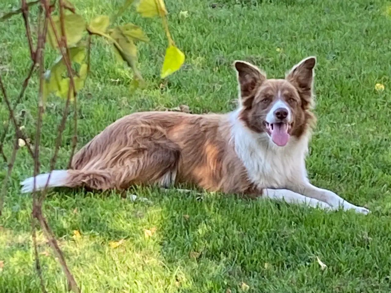 Billede 2 - Border collie tæve