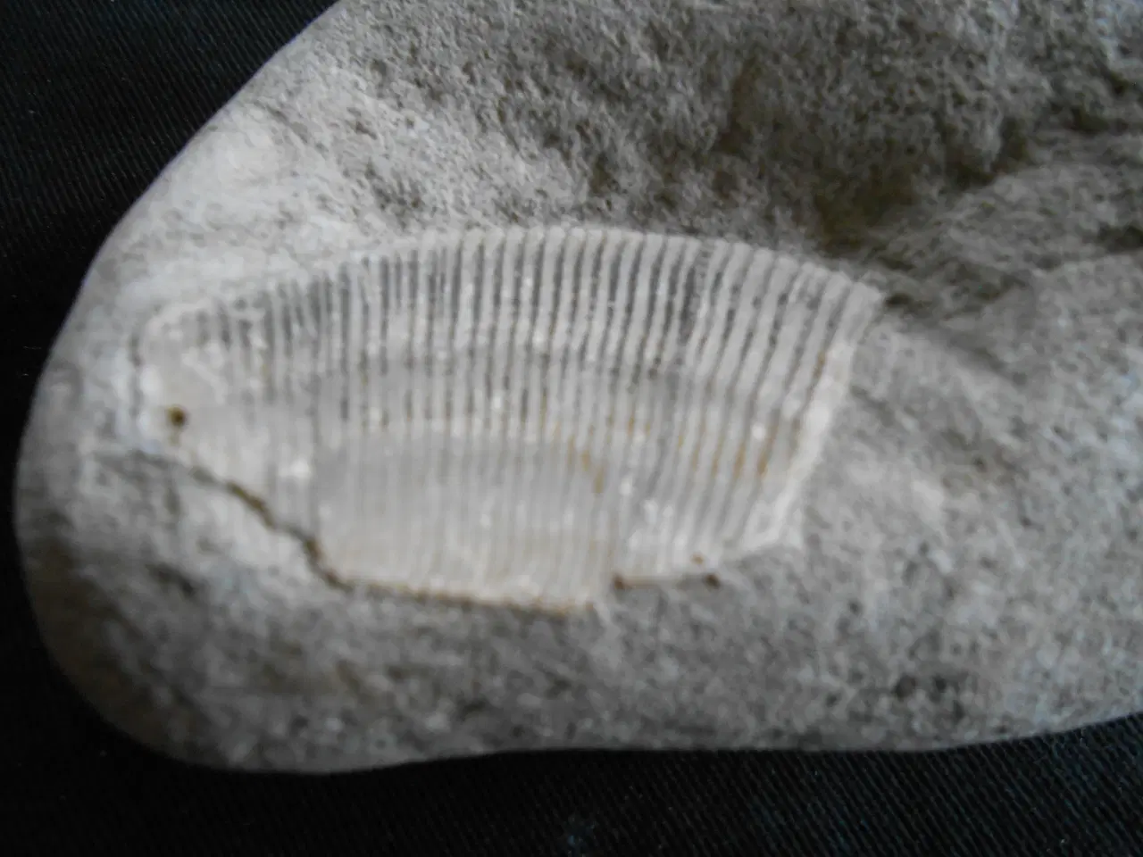 Billede 5 - Fossil Tydelig aftryk Muslingeskal Spondylus    