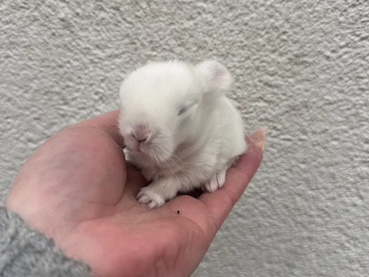 Billede 3 - Ægte minilop - dreng - UDLANDSK