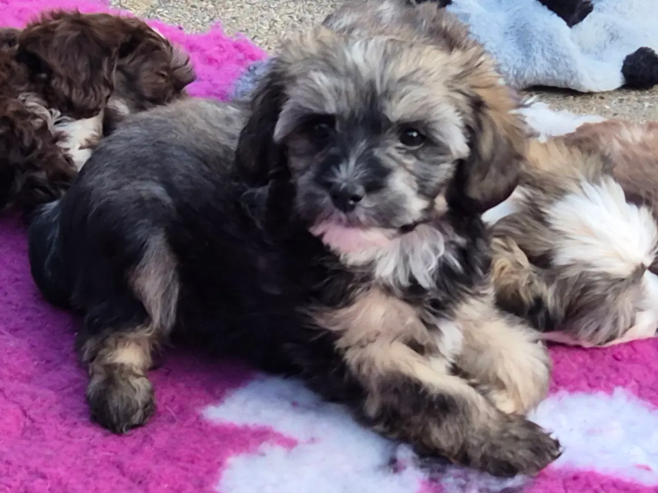 Billede 3 - Chinese crested