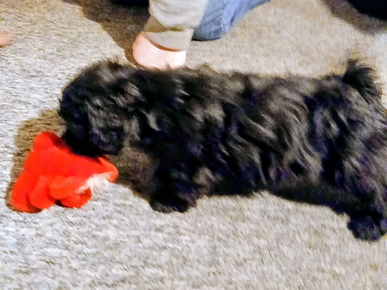 Billede 4 - Havapoo Puddel/Havaneser 