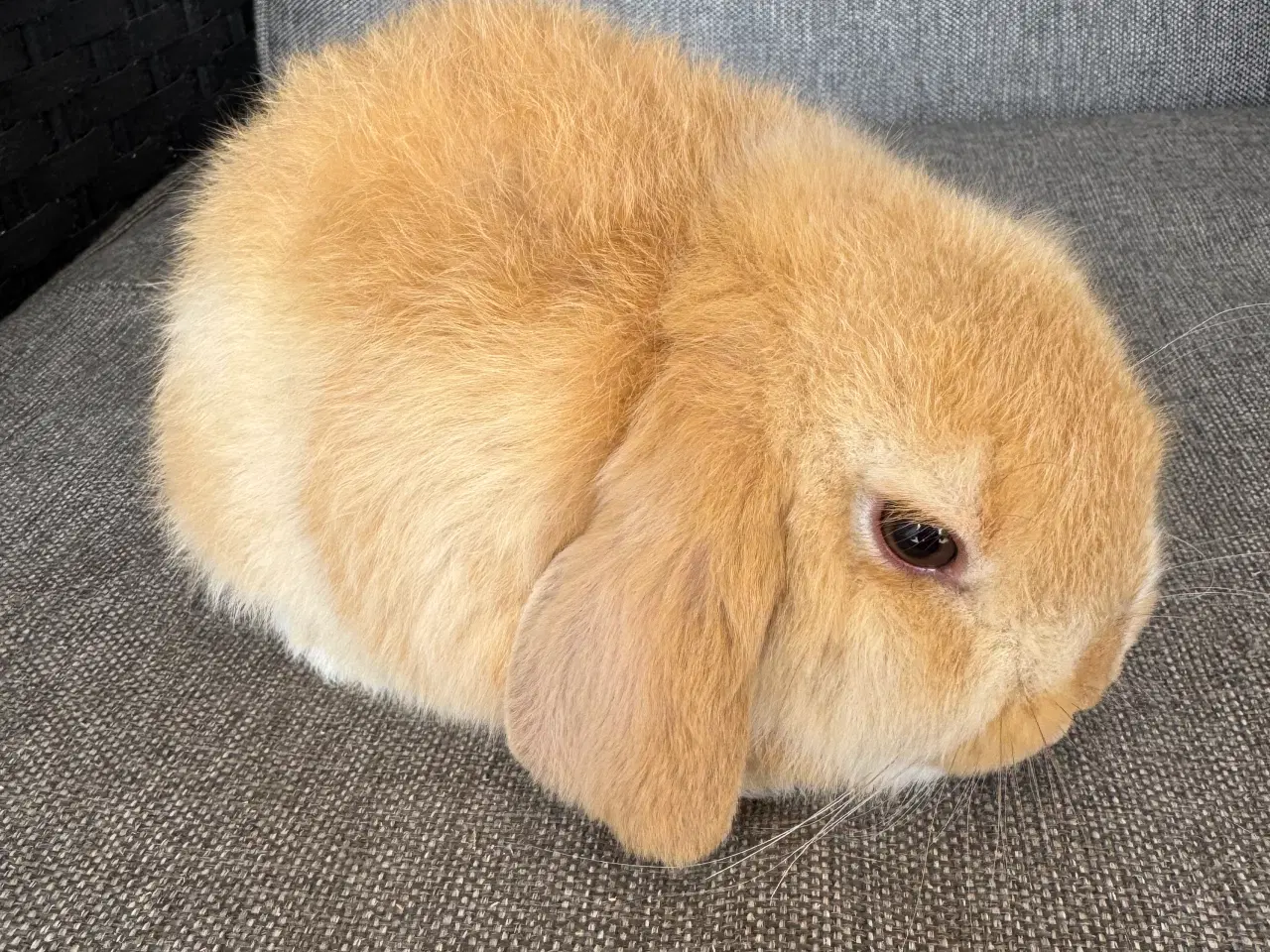 Billede 6 - Minilop unger