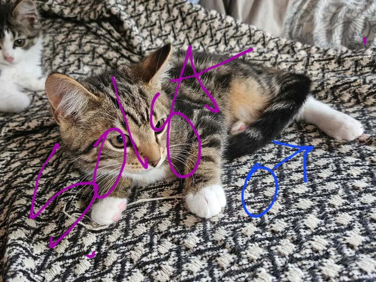 Billede 8 - Killinger