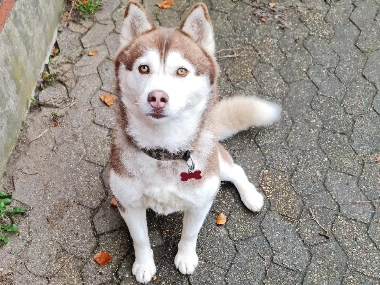 Billede 1 - Dejlig husky pige på 3 år søger nyt hjem