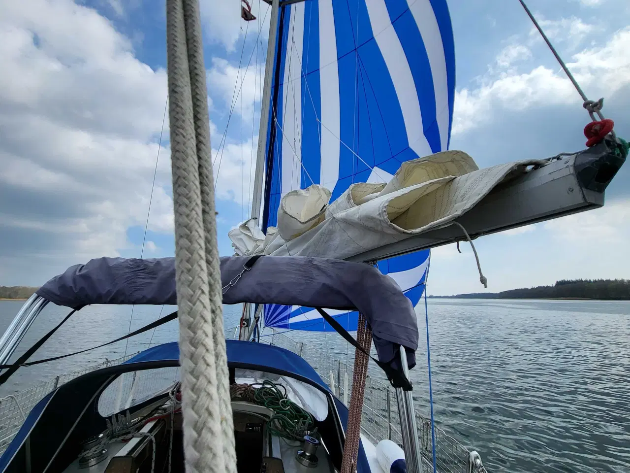 Billede 8 - Schamrock club raser 30