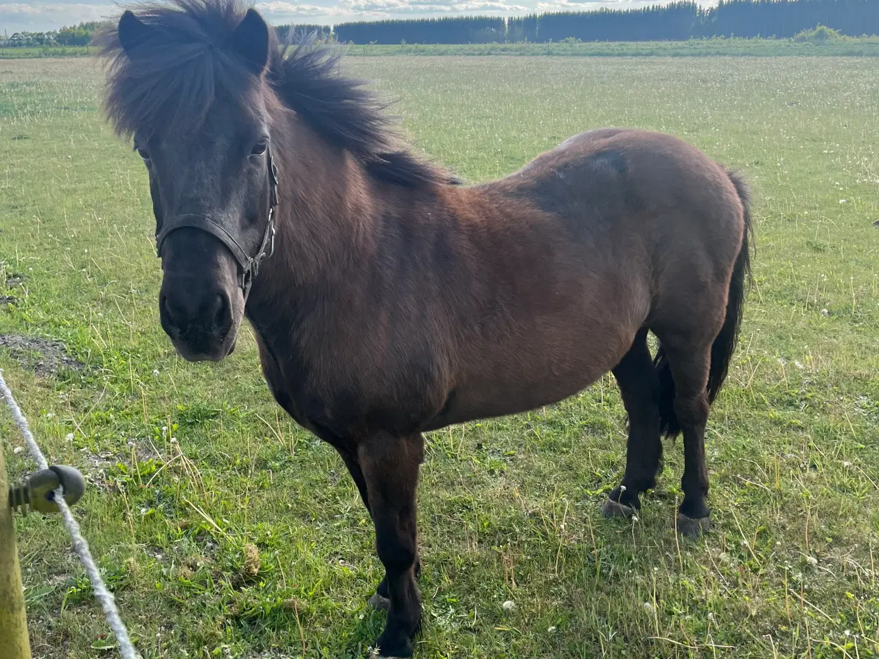 Billede 1 - Selskabspony