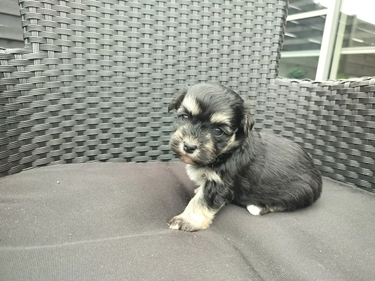 Billede 4 - Maltipoo hvalpe 
