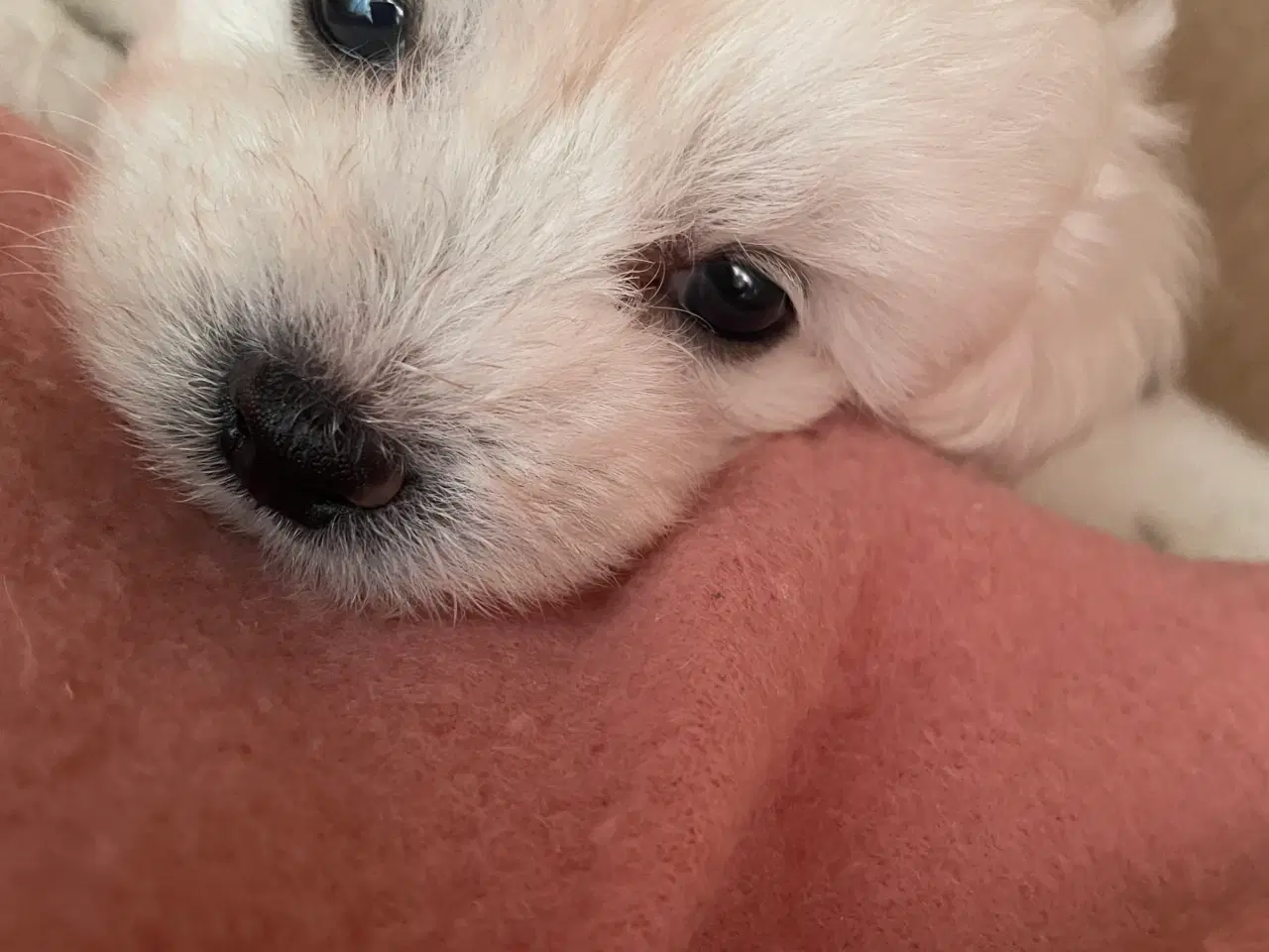 Billede 4 - 3 lækre malteser/bichon havanais hvalpe