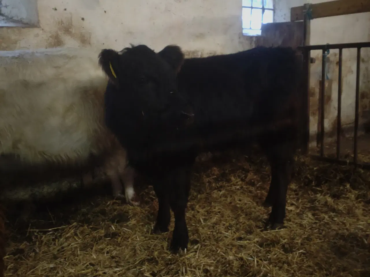 Billede 5 - galloway