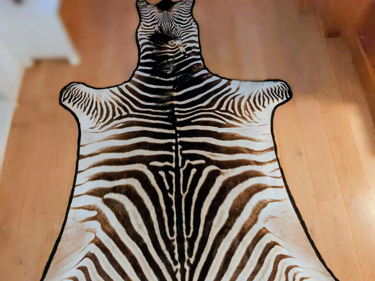 Billede 1 - Eksklusivt zebra-skind – Burchell’s zebra 2022