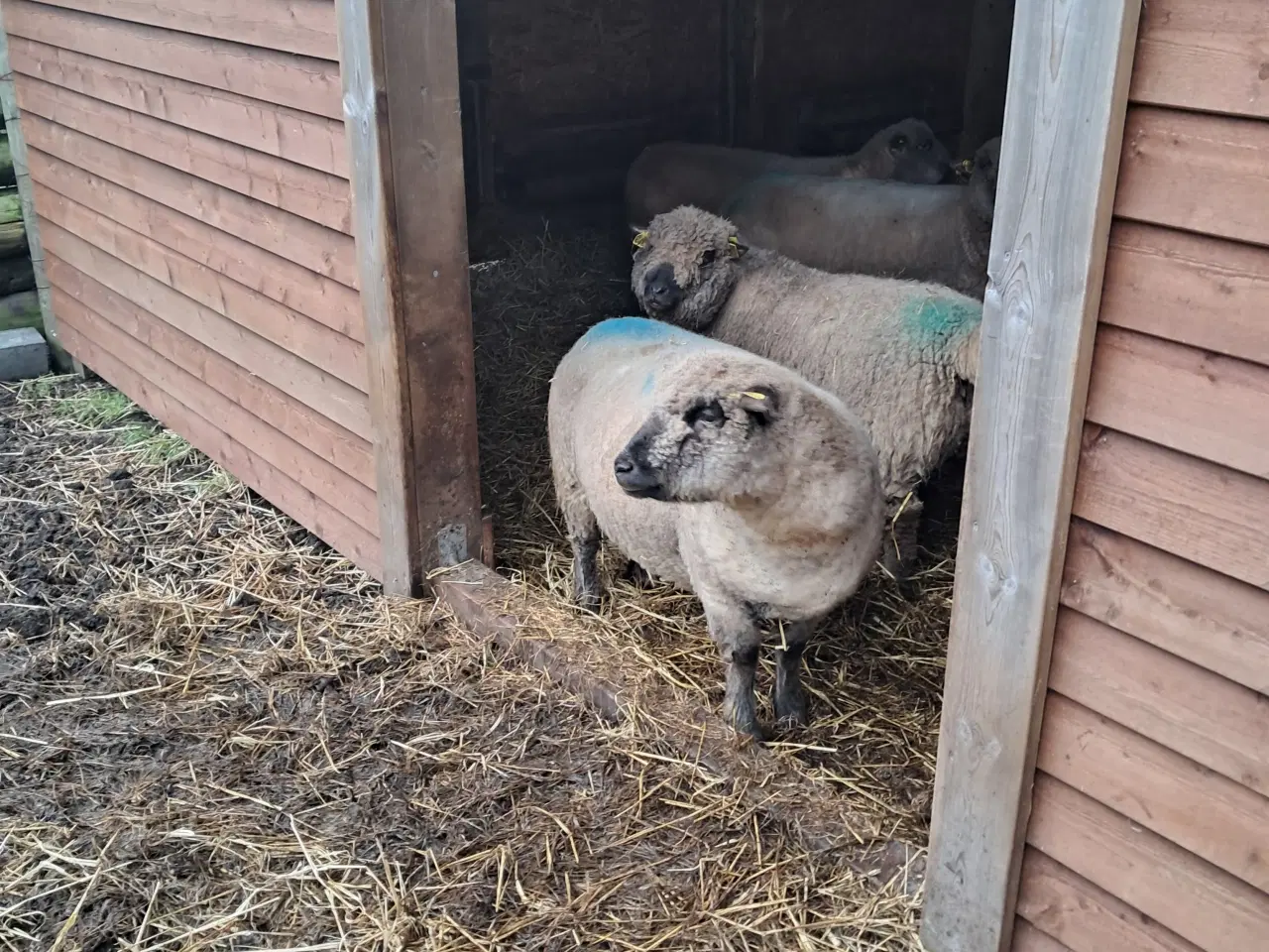 Billede 2 - Shropshire ilæmmet gimmer + vædder