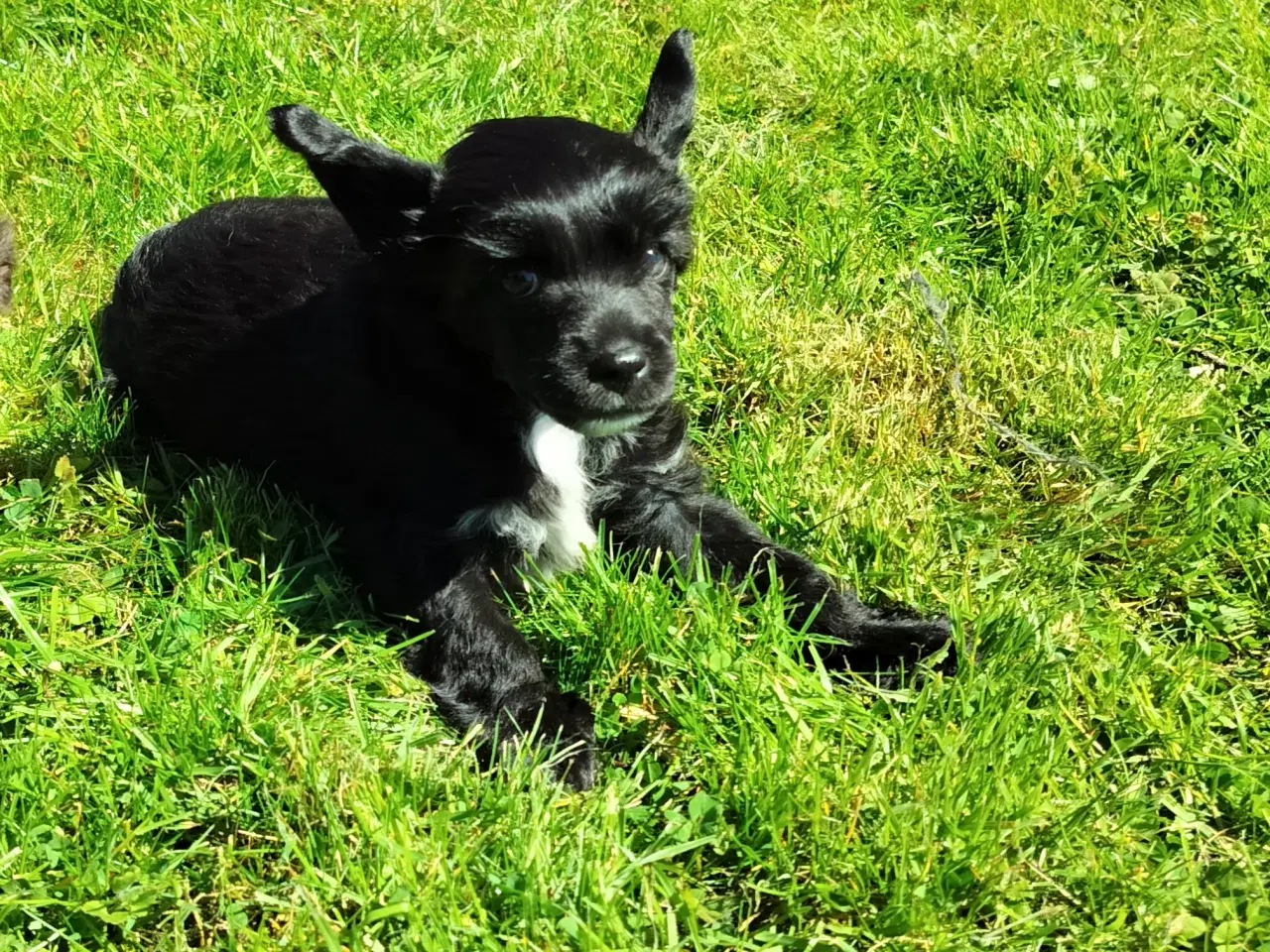 Billede 6 - Chinese crested/powder puff drenge med DKK stambog