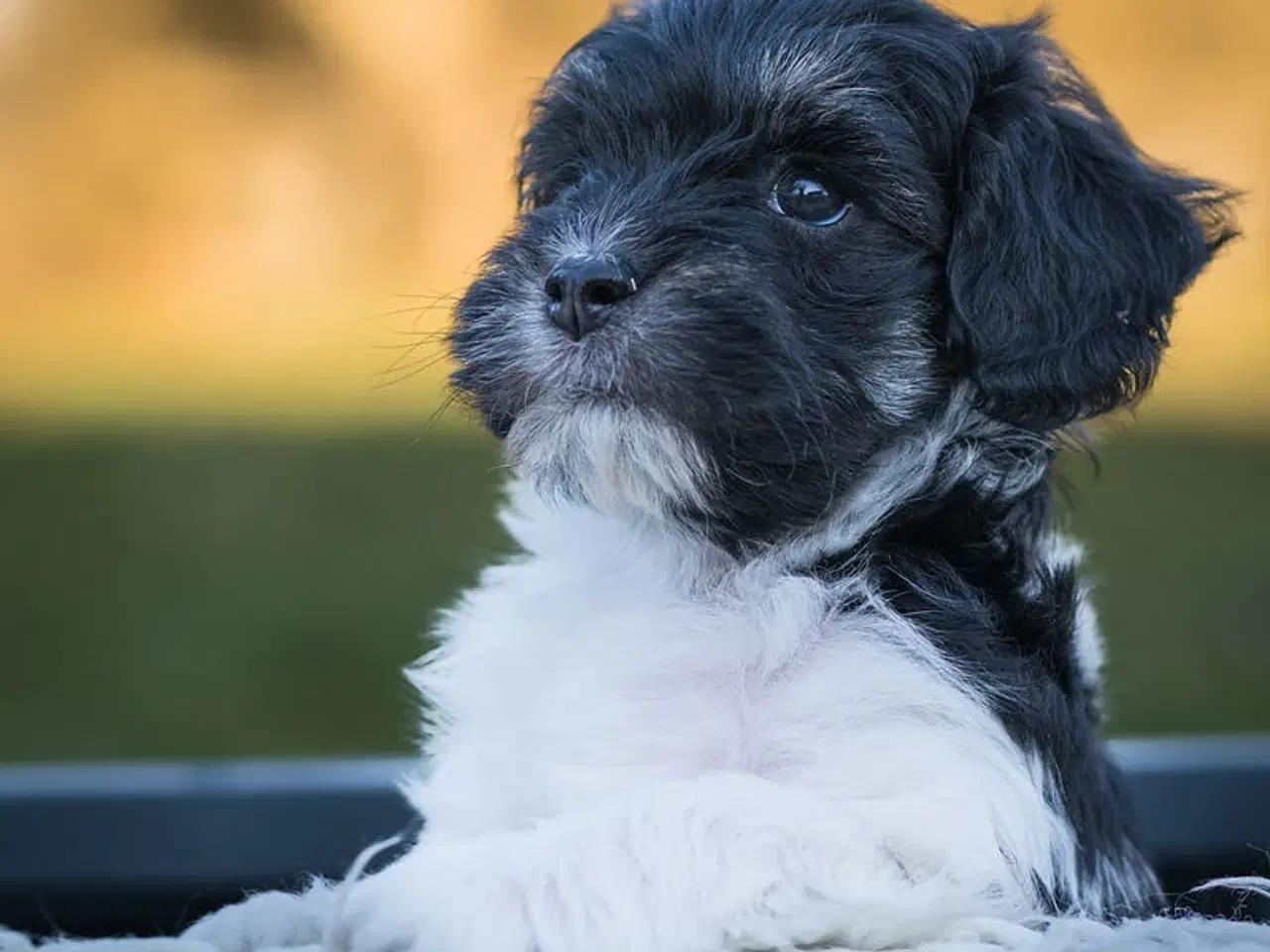 Billede 5 - Doodle Bamser