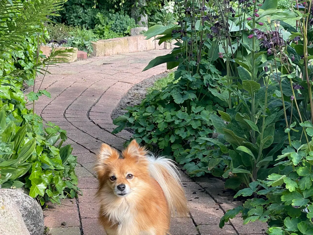 Billede 12 - Pomeranian bl.