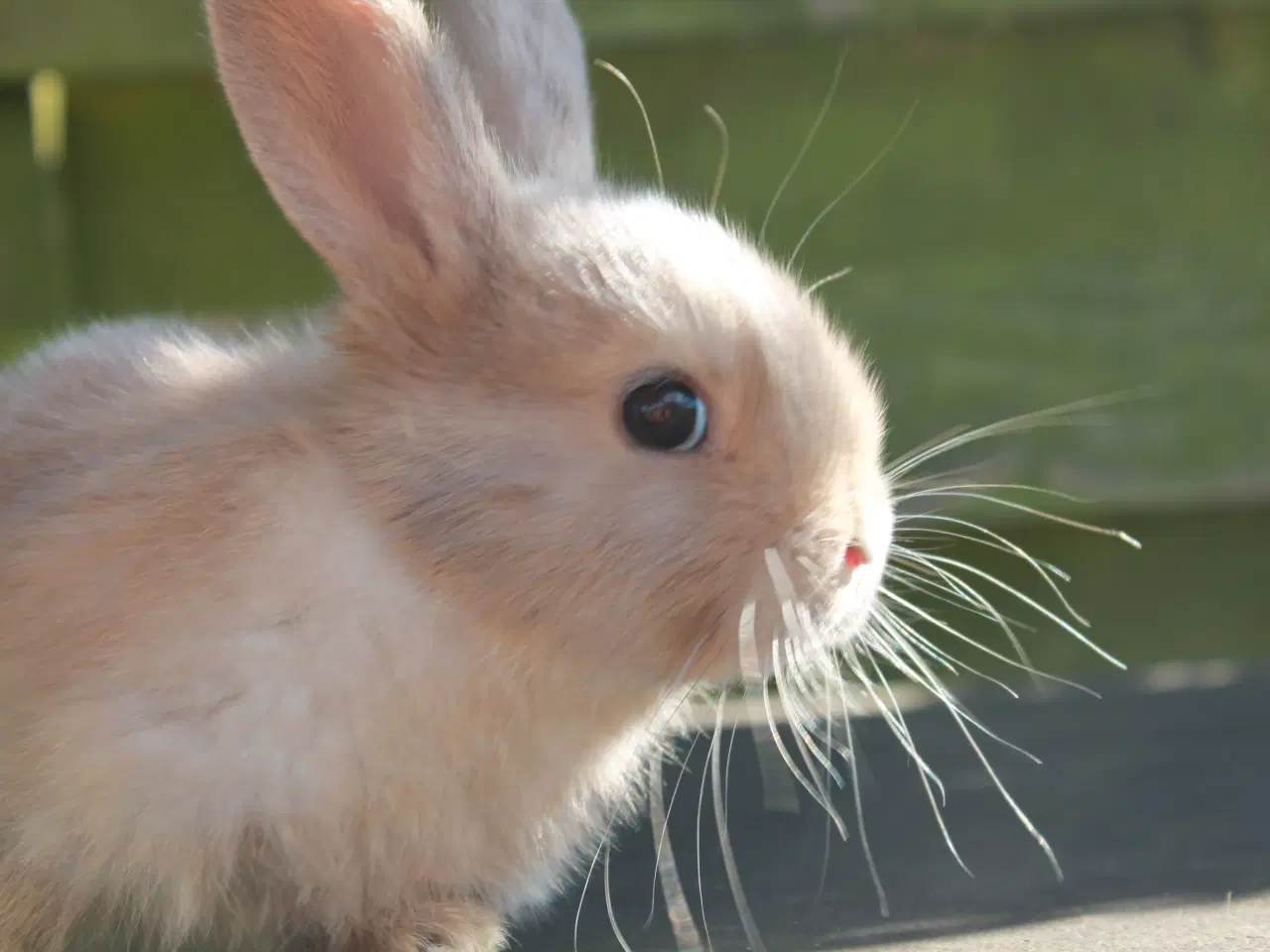 Billede 2 - Dværgvædder/Mini lop han og hun