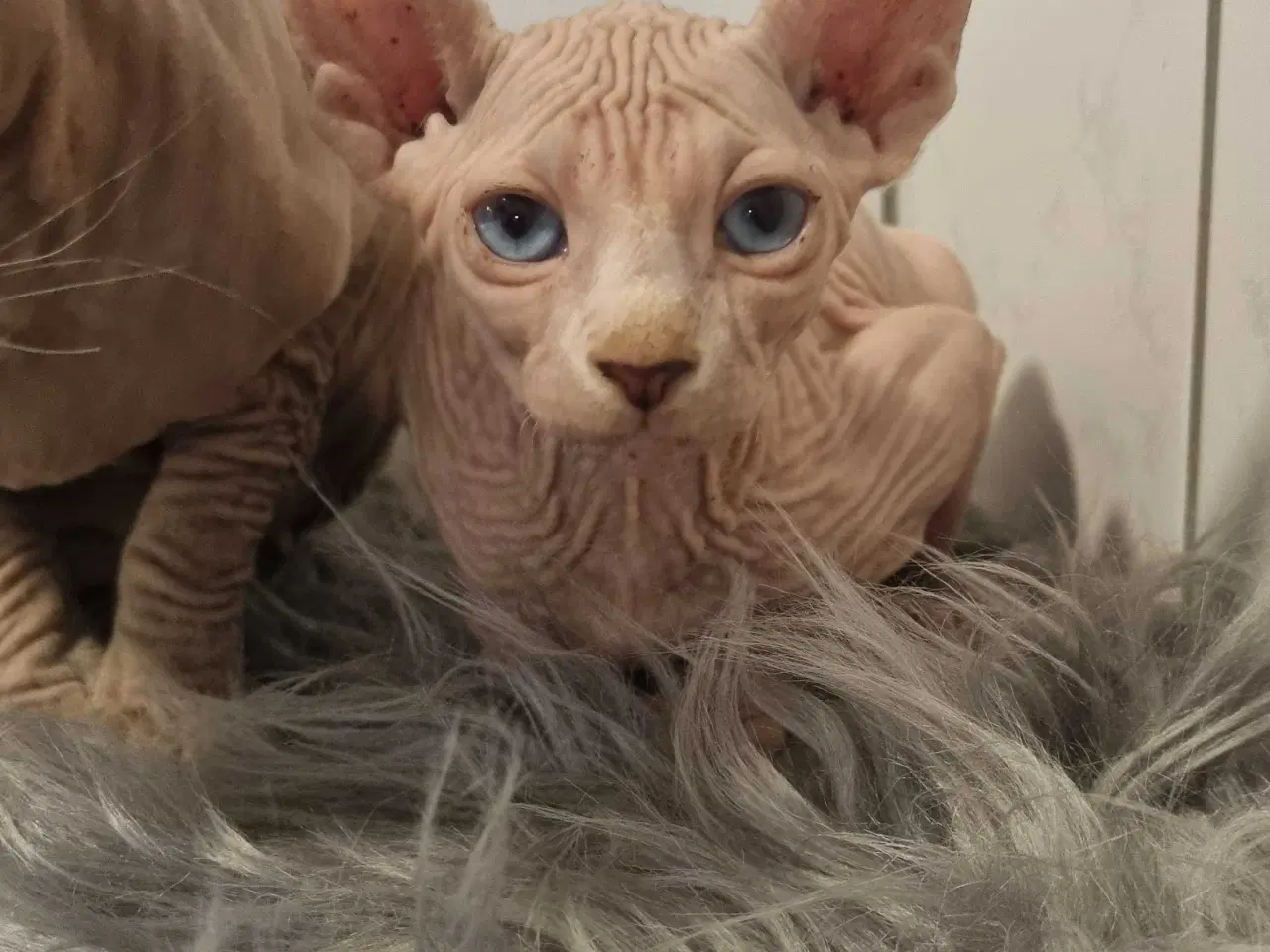 Billede 1 - Sphynx han killingen 