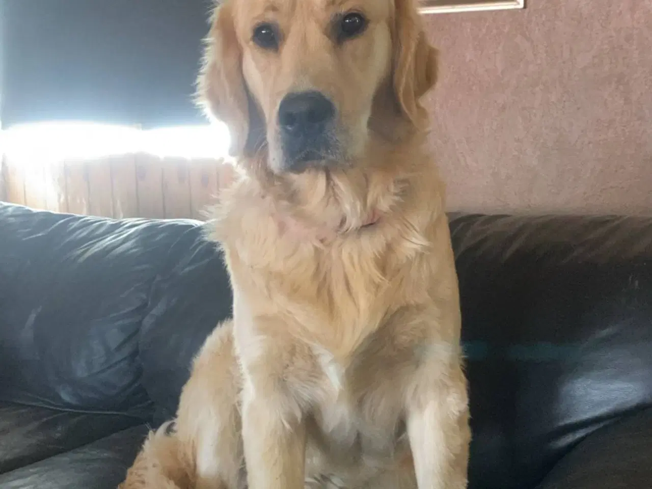 Billede 5 - 11 stk Golden retriver Hvalpe
