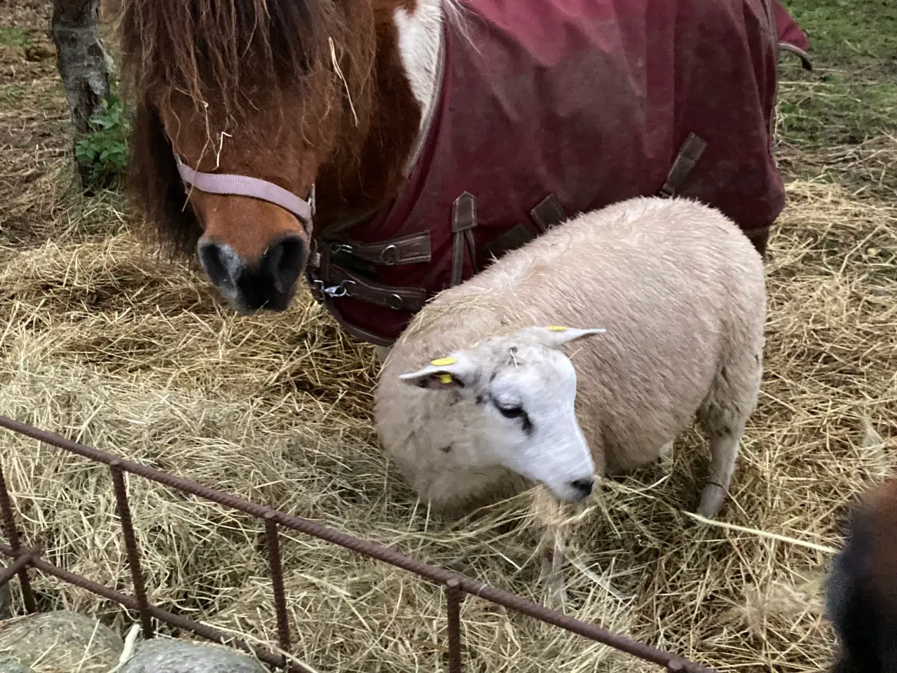 Billede 4 - Tamme texelvædderlam til levebrug