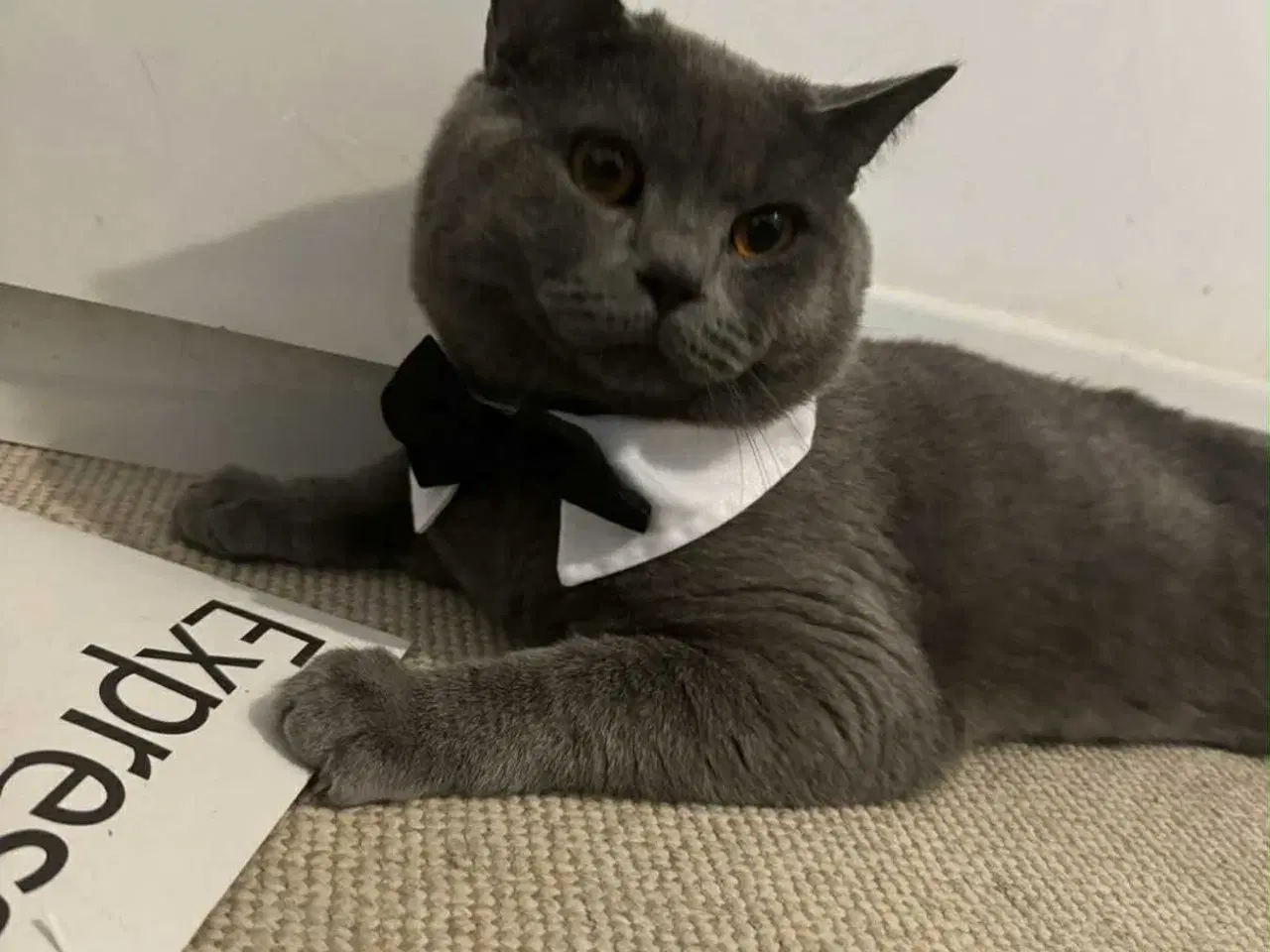 Billede 9 - ✨✨Salgsklare Blue British Shorthair killinger✨