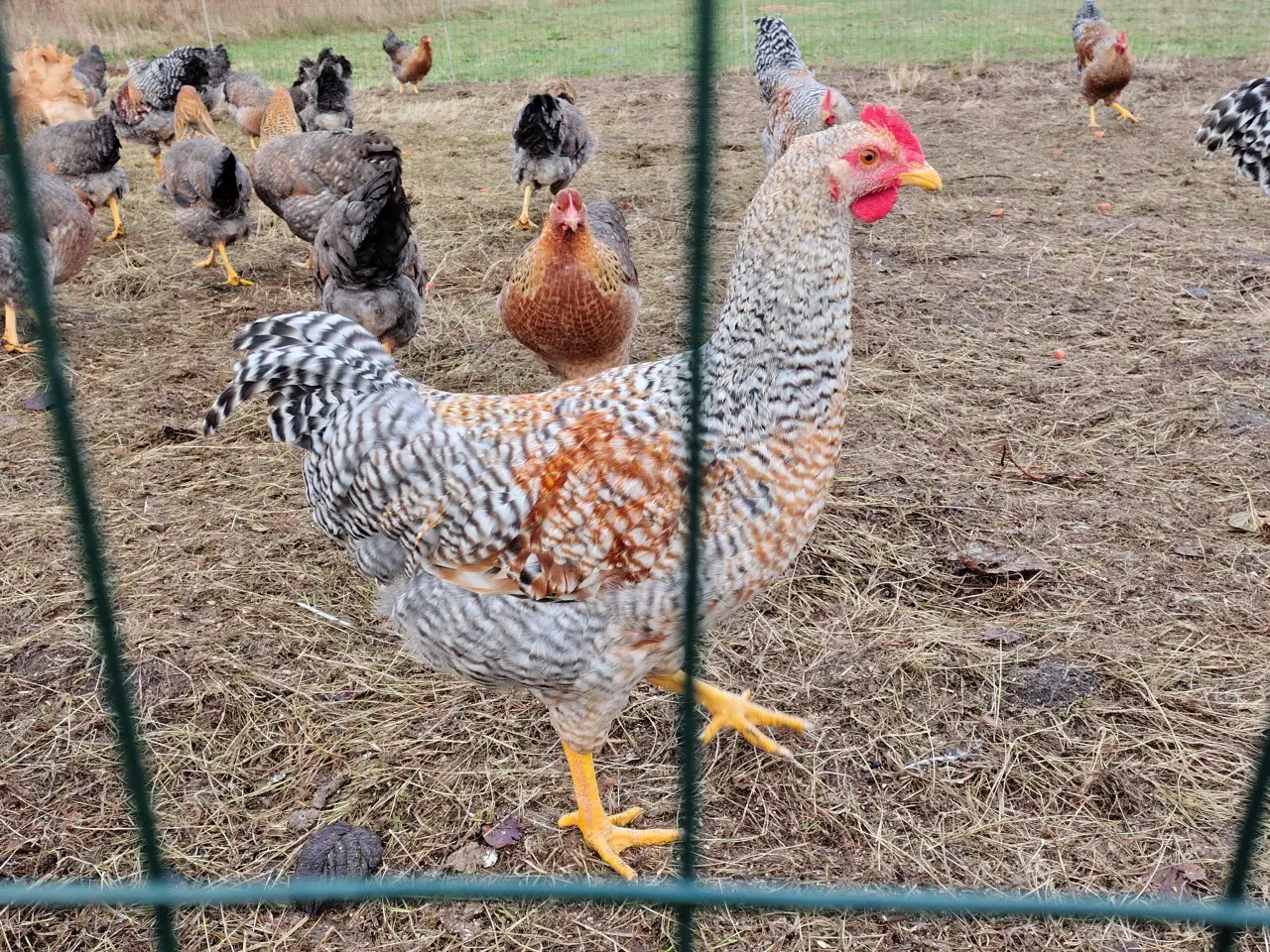 Billede 1 - Bielefelder haner