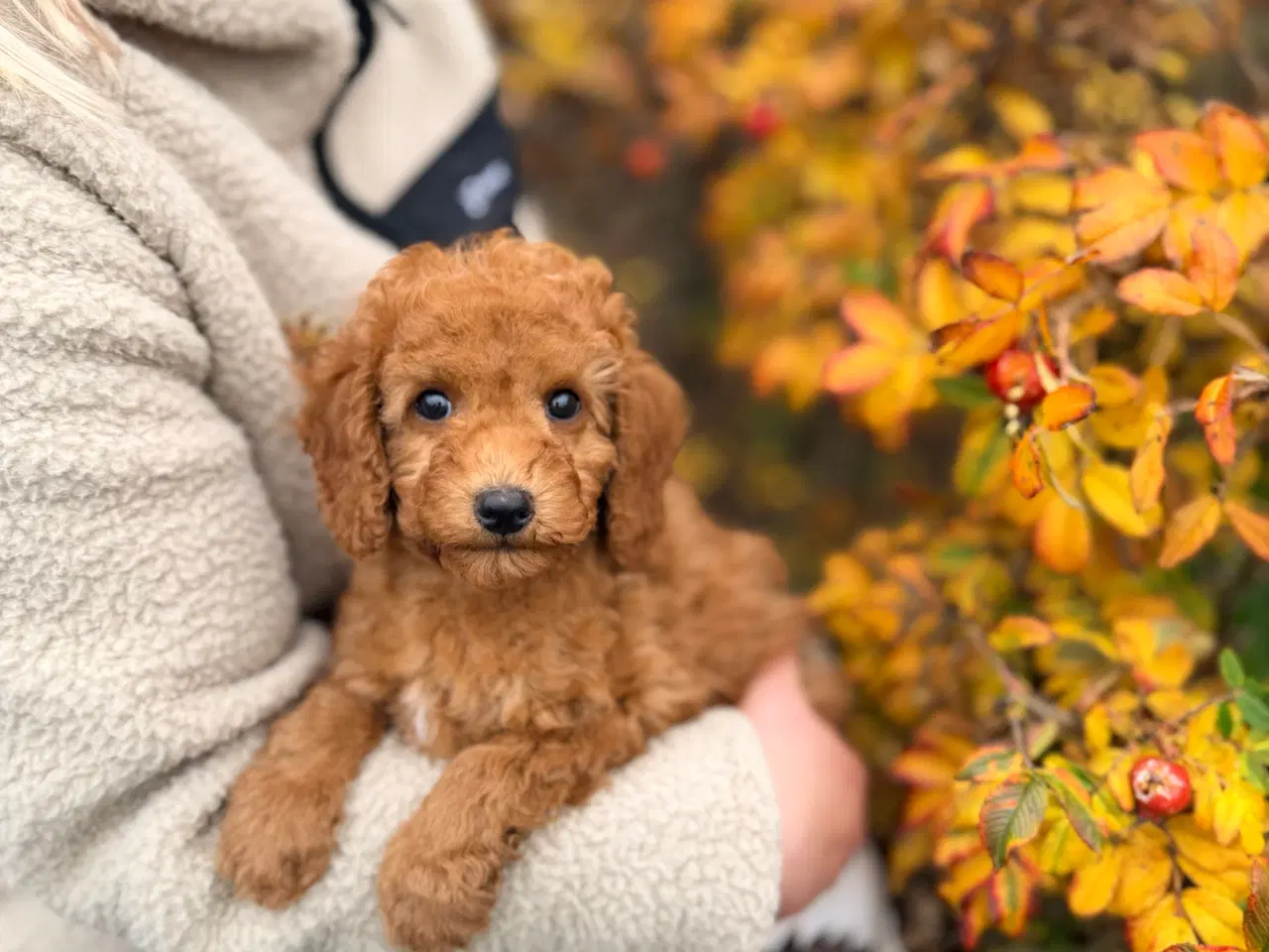 Billede 1 - Mellem puddel