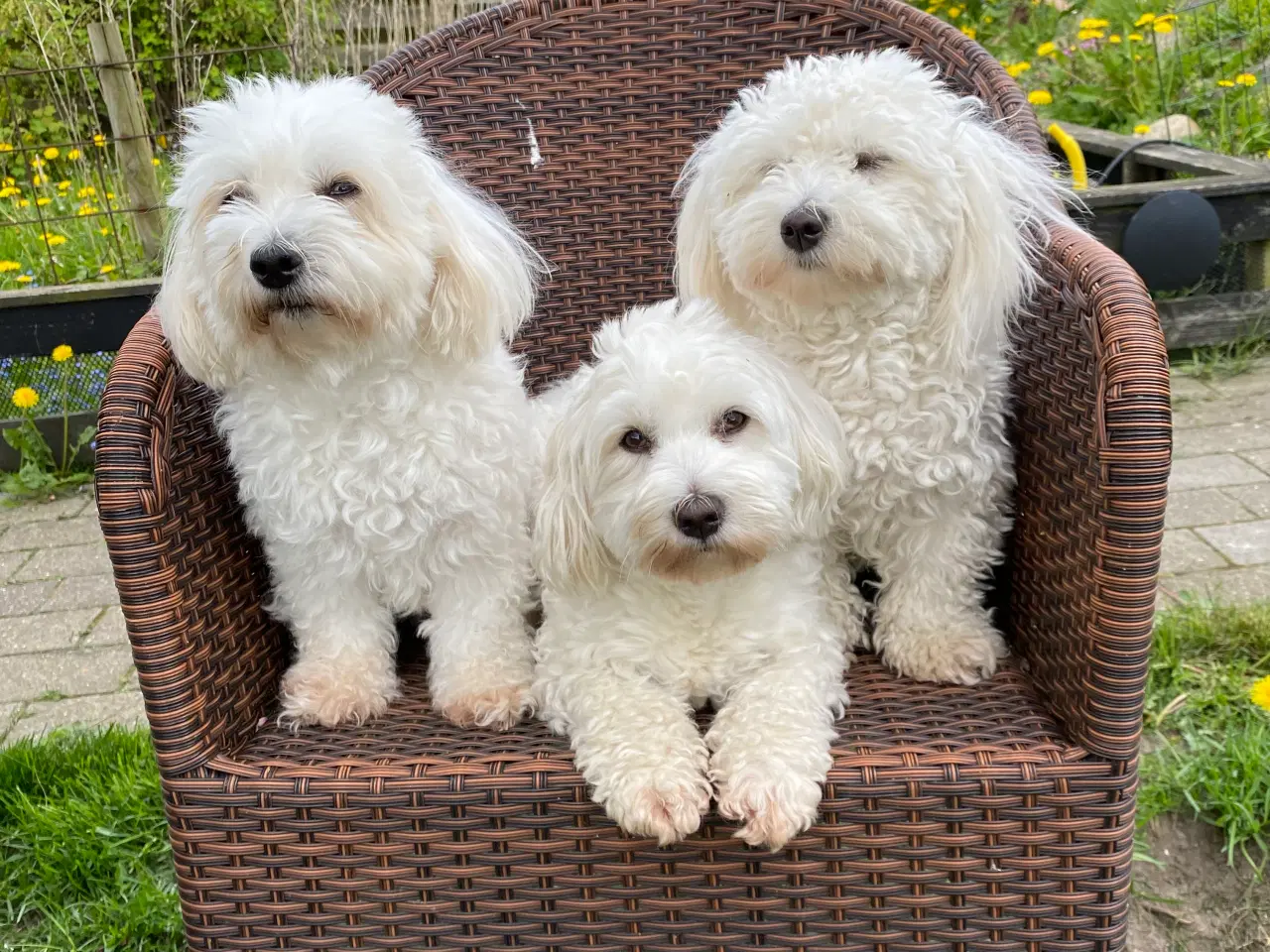 Billede 1 - Bomuldshunde hvalpe klar til salg i Januar.