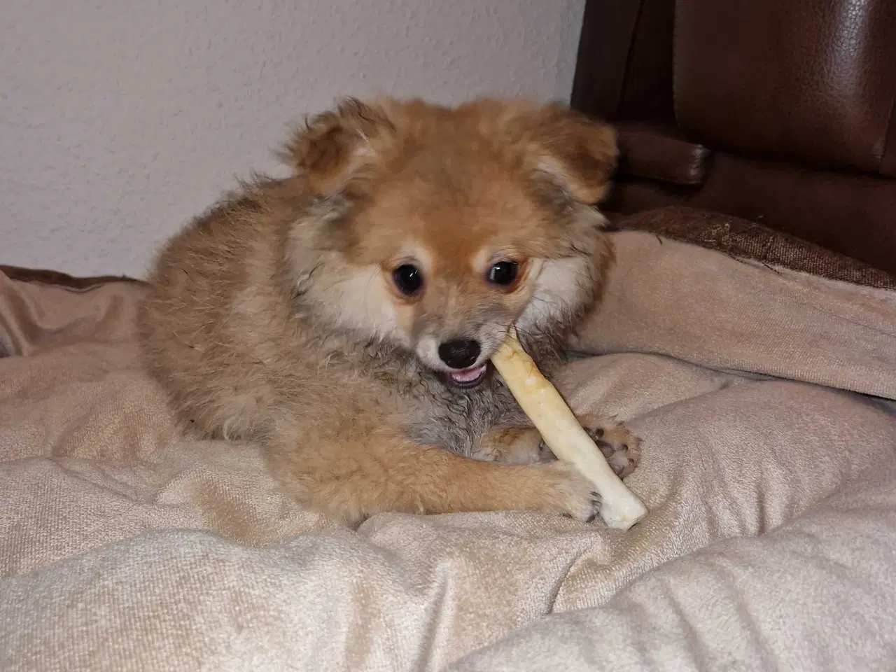 Billede 4 - Lille krudtugle søger sit forevige hjem