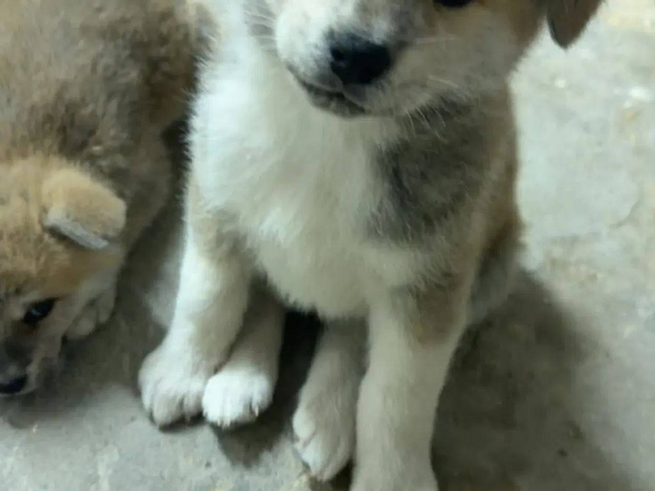 Billede 2 - Japansk Akita hvalpe